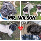 Mr. Wilson. 2005-2015